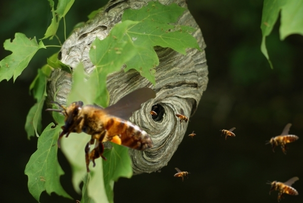 Creation of Bee Hive?: Step 3